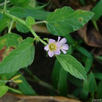 Melochia corchorifolia L.
